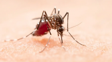 Récord que asusta: más de 35 mil casos confirmados de dengue en la provincia de Buenos Aires