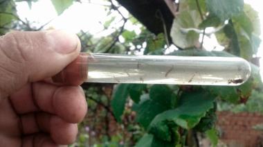 Municipios de todo el país colocan "ovitrampas" para controlar al mosquito del dengue