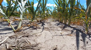 Sequía: el Gobierno de Santa Fe ya asistió a productores ganaderos con $5.000 millones