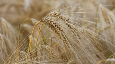 Evalúan el impacto del cambio climático en cebada y trigo