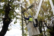 Nuevo operativos de poda y corte de ramas de árboles en Brown