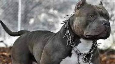 Brügge preocupado por la inacción de la Cámara de Diputados y del oficialismo mientras un pitbull ataca a otro adolescente
