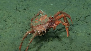 Cómo ver en vivo la expedición del CONICET al Cañon Submarino de Mar del Plata y hasta cuándo durará