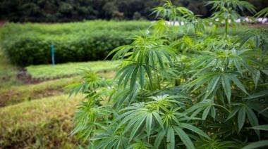 El primer consultorio orientativo de cannabis medicinal funciona en el Hospital Fiorito