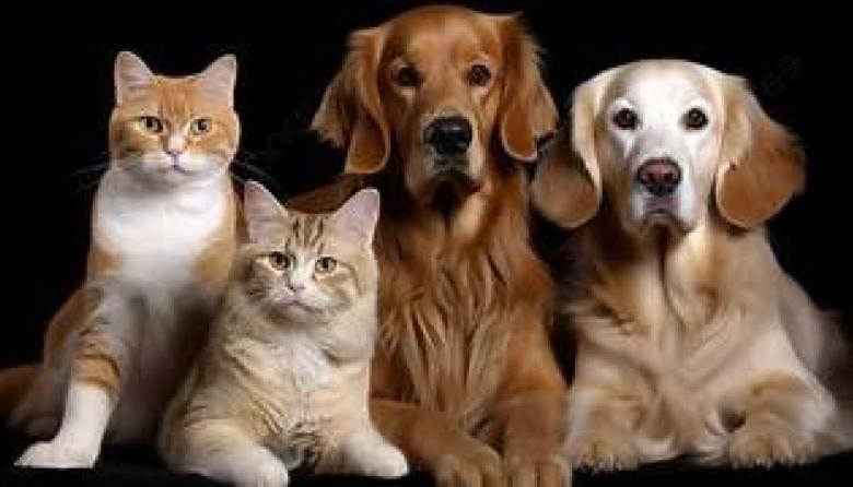 Grupo Omint lanza Omint Mascotas, una nueva unidad de negocios orientada al cuidado integral de la salud de perros y gatos