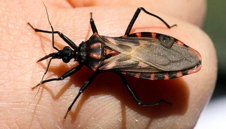 Chagas: hasta el 60% de las viviendas más vulnerables presentó infestación de vinchucas