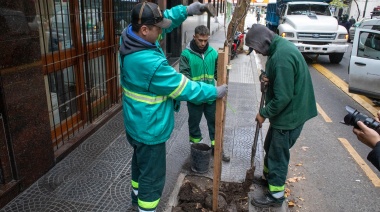“Plantaremos tres árboles por cada uno caído”