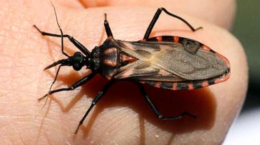 Chagas: hasta el 60% de las viviendas más vulnerables presentó infestación de vinchucas