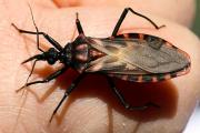 Chagas: hasta el 60% de las viviendas más vulnerables presentó infestación de vinchucas
