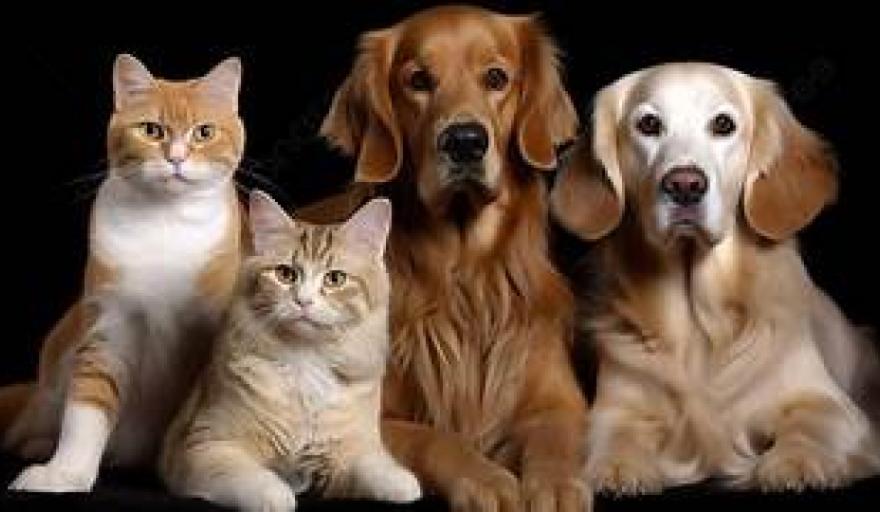 Grupo Omint lanza Omint Mascotas, una nueva unidad de negocios orientada al cuidado integral de la salud de perros y gatos